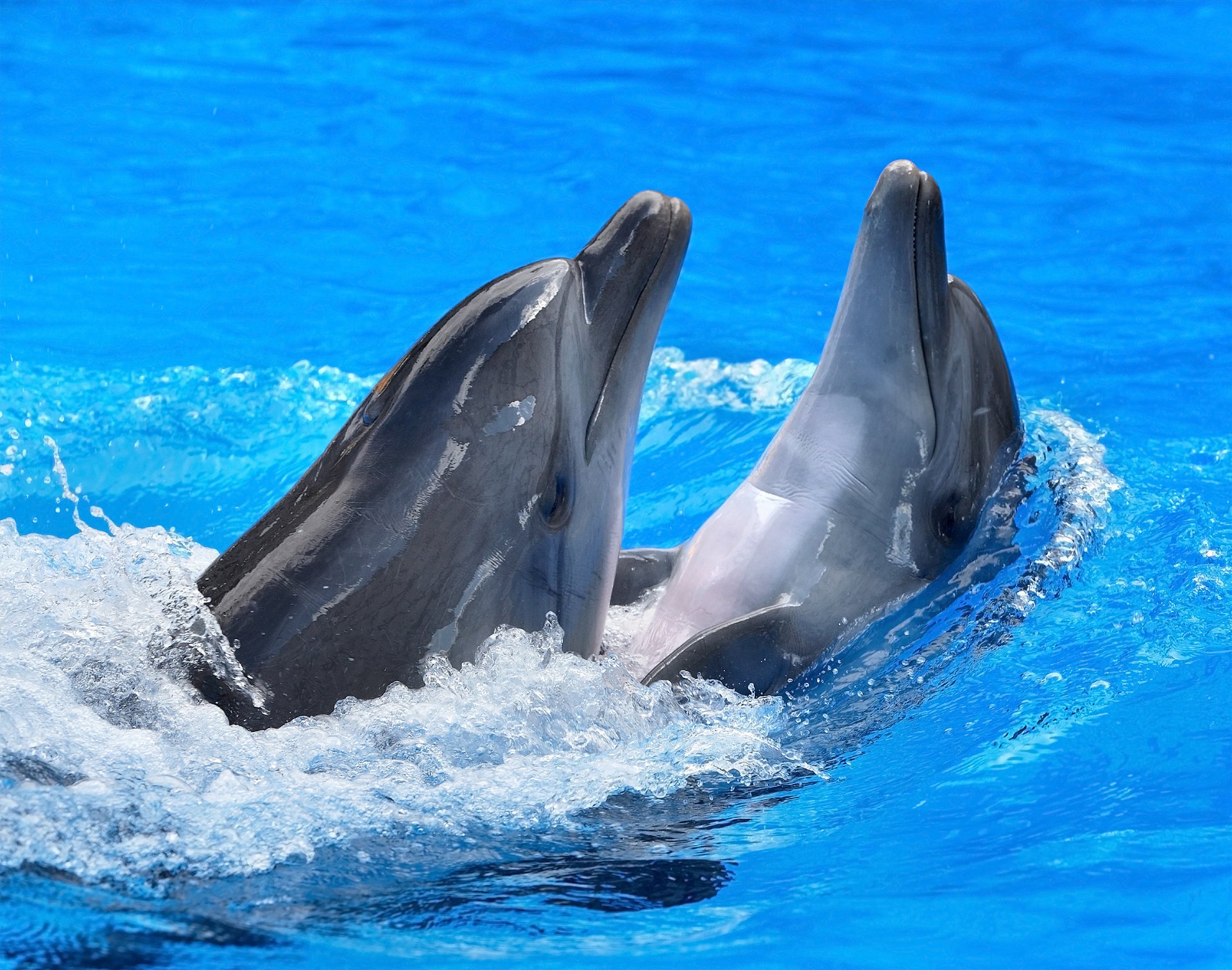 delfini acqua abbagliamento