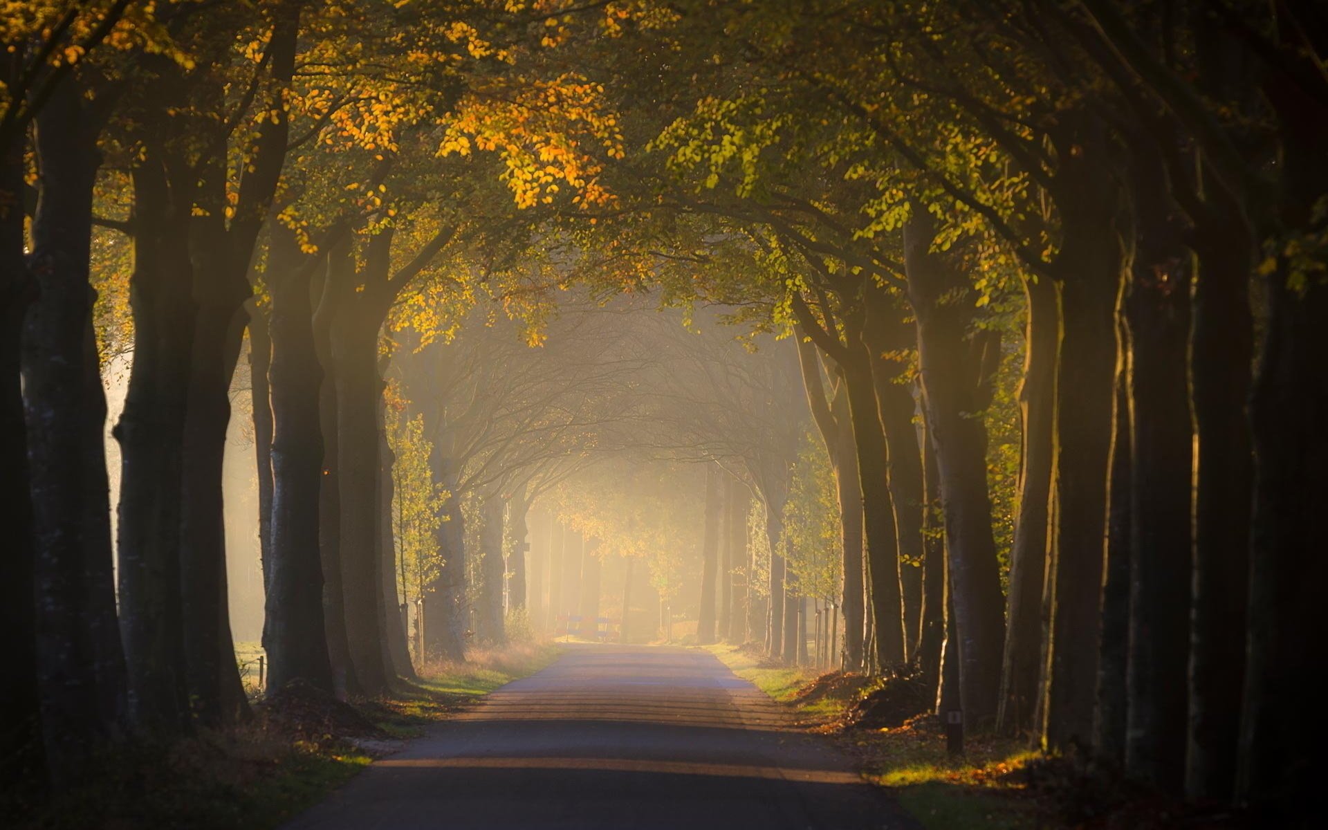 straße bäume licht landschaft