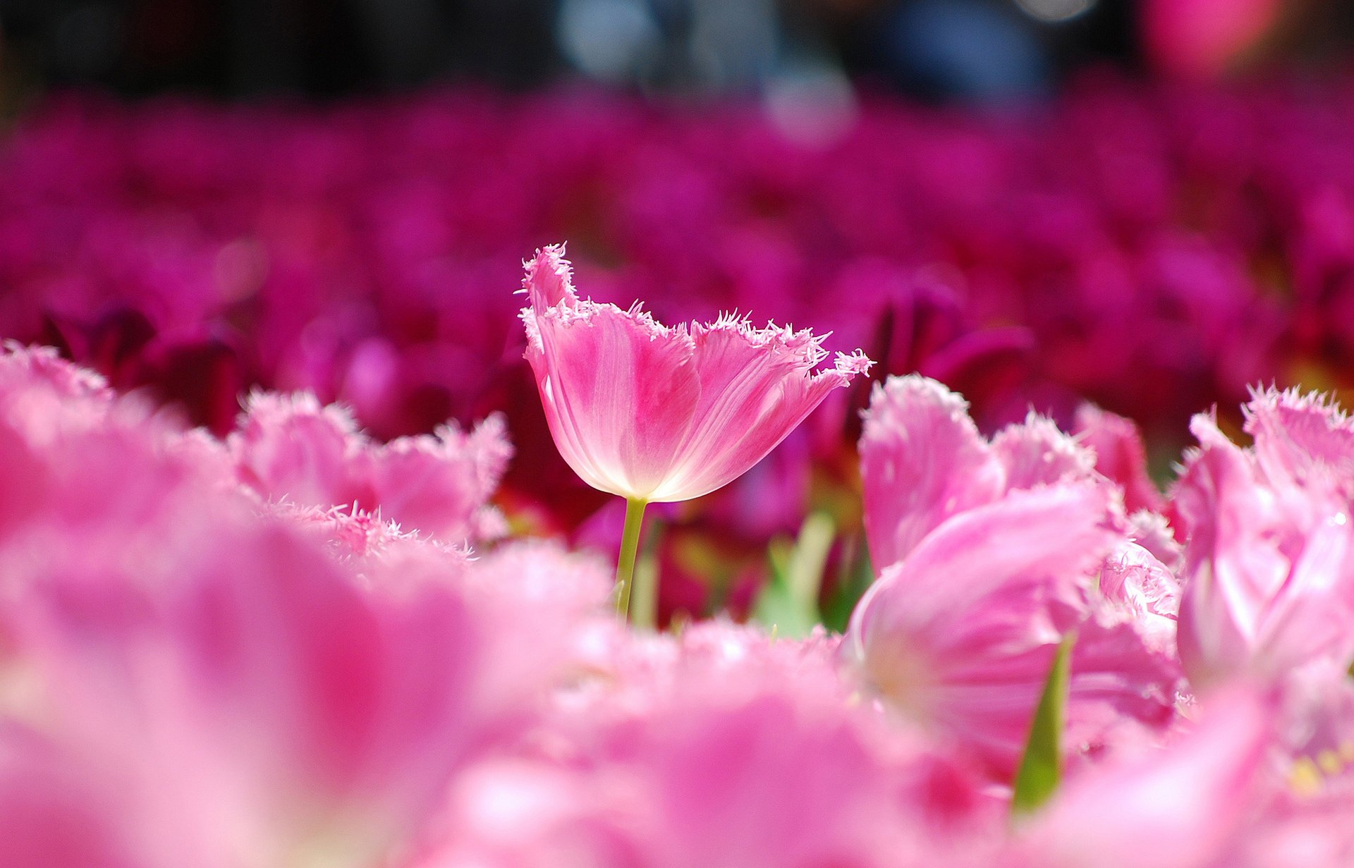 tulipany kwiaty różowe płatki makro pole