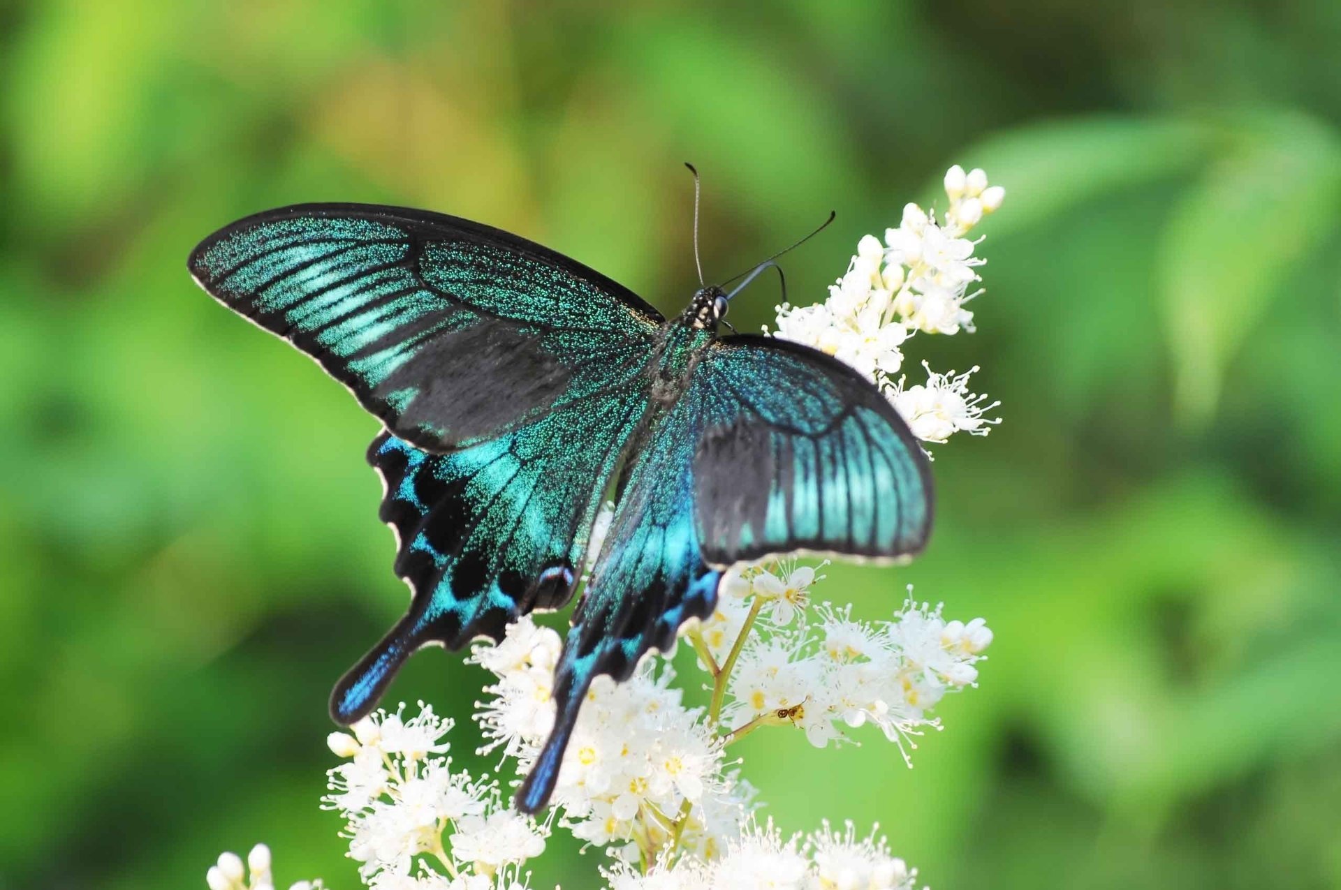 butterfly swallowtail flower summer sailboat