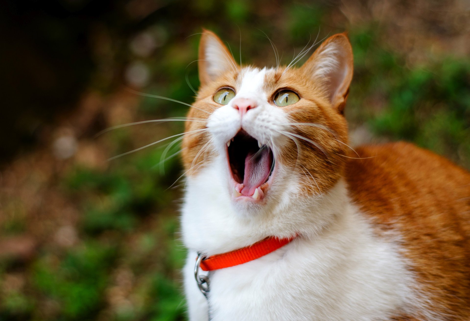 chat ginger yawns chat bâillements rousse