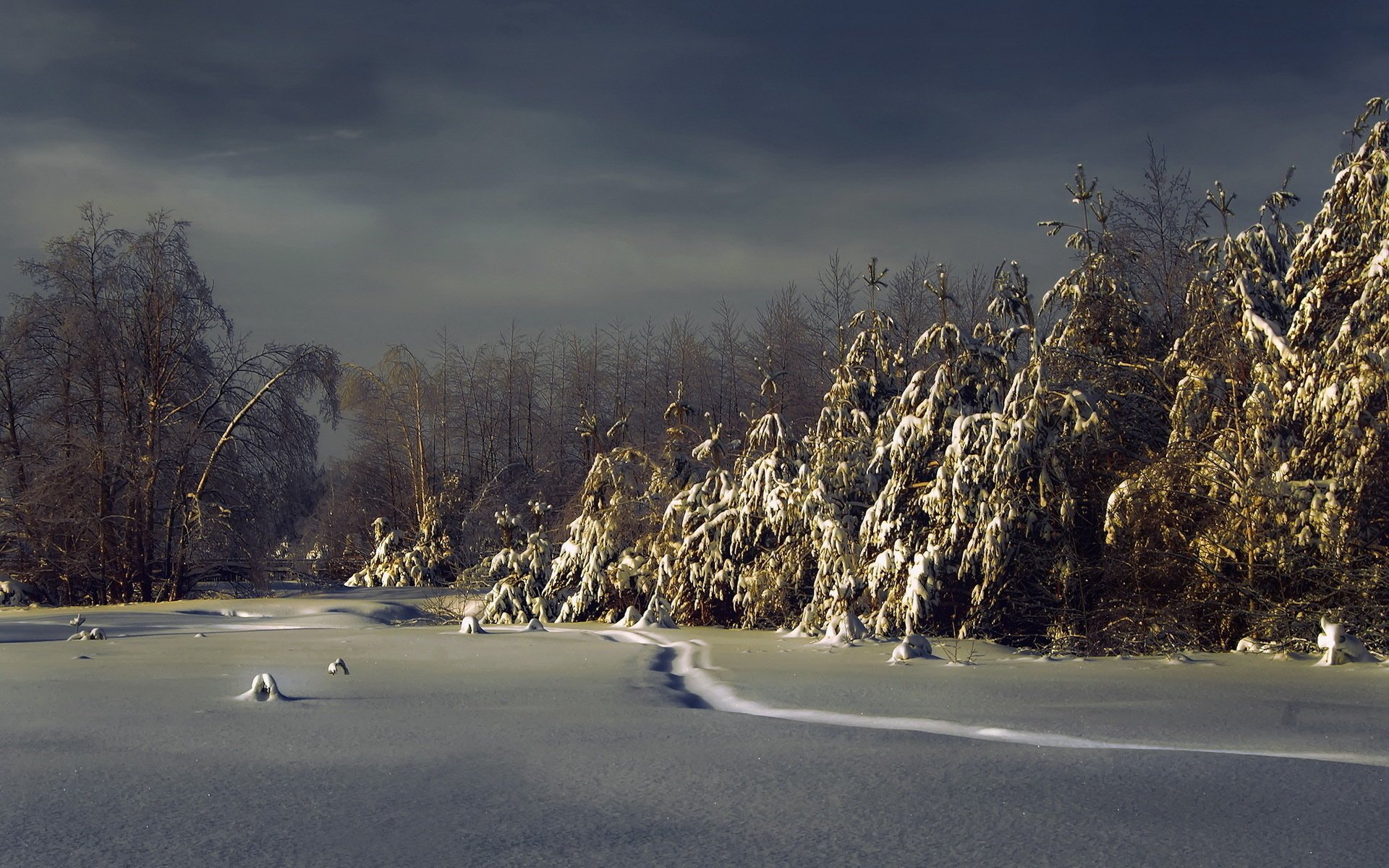 hiver neige nuit forêt sapins