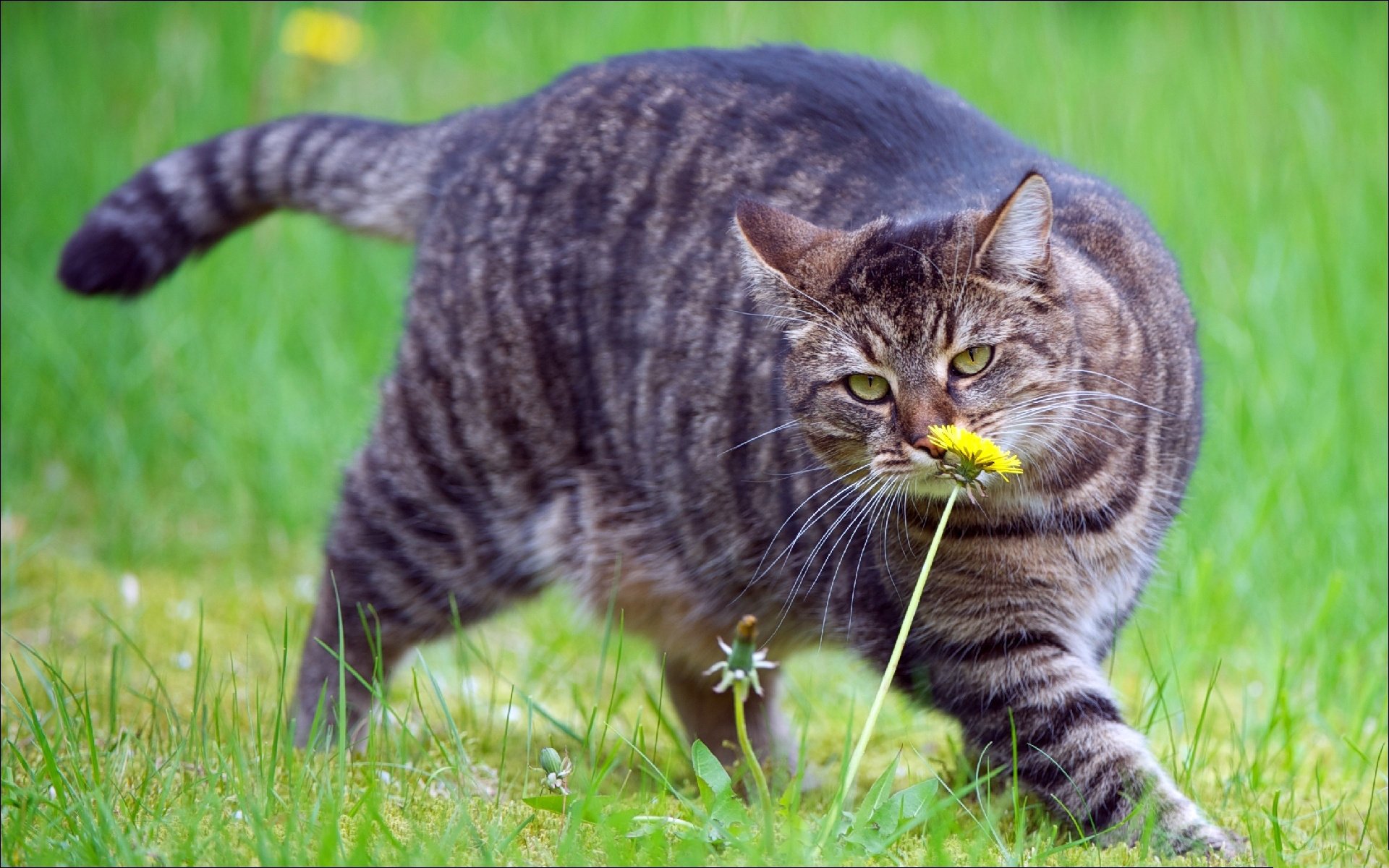 green color grey grass dandelion