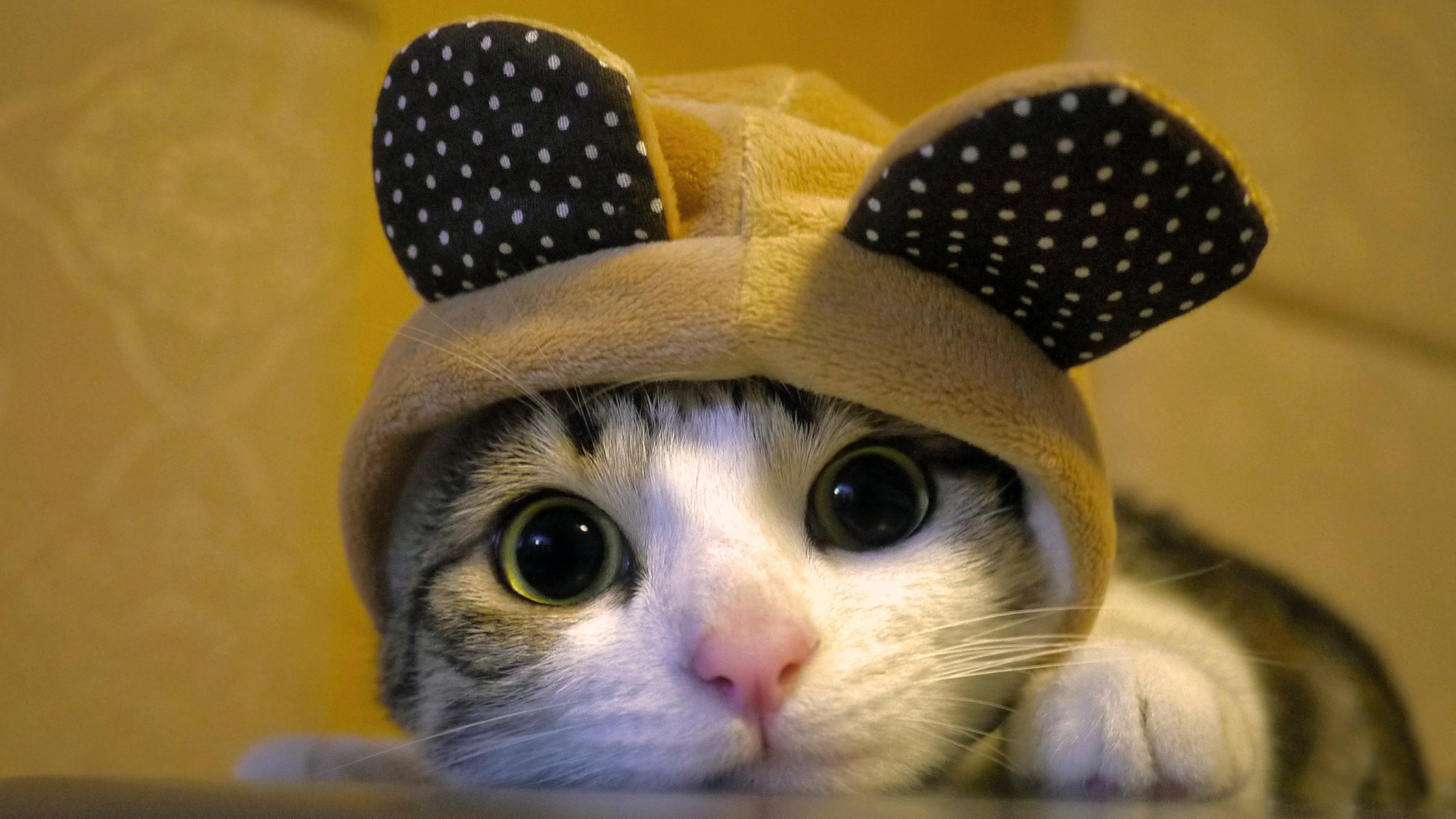 cat muzzle hat cat