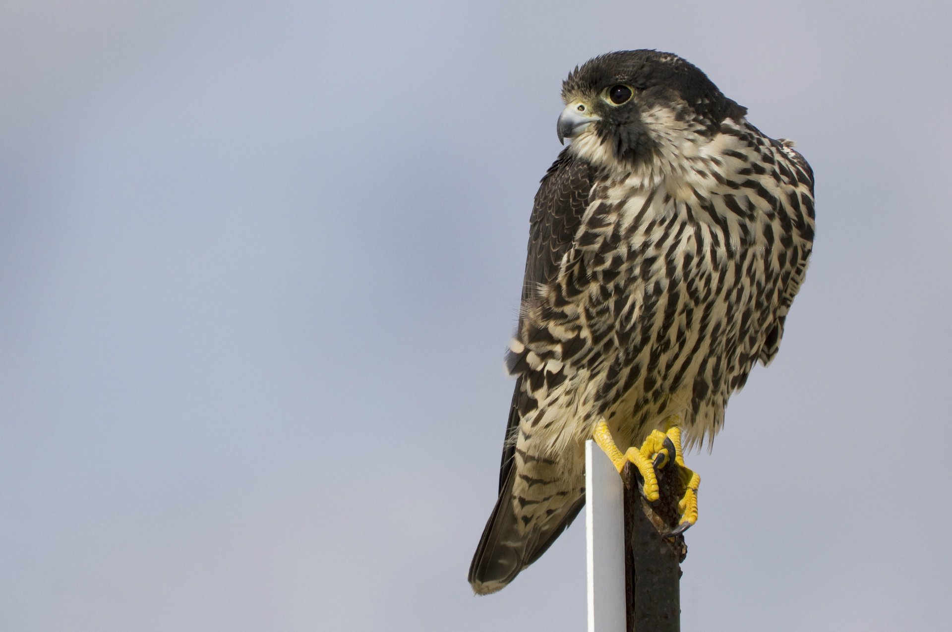 vogel wanderfalke profil grauer hintergrund blick