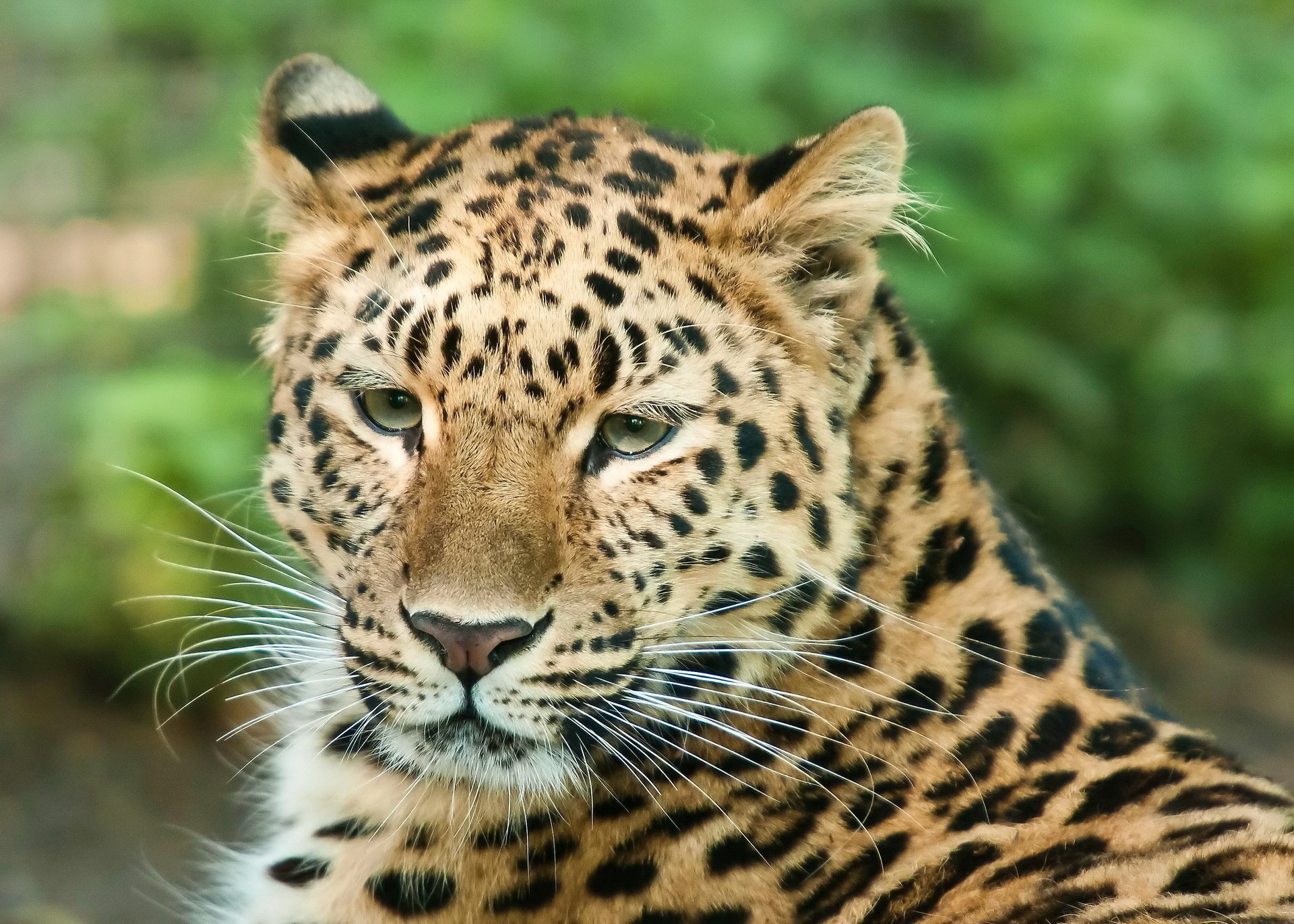 leopardo bigote gato depredador mirada paz hocico