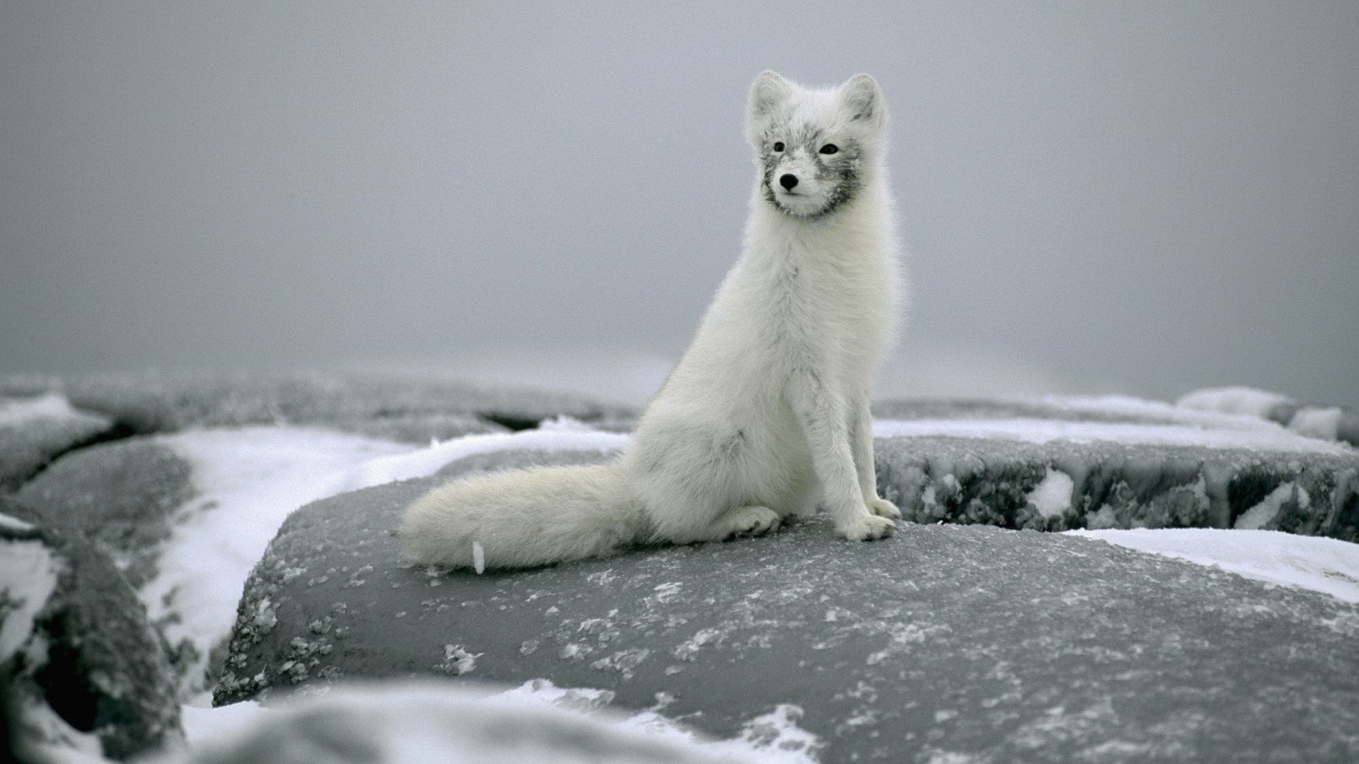 polarfuchs polarfuchs sitzt steine schnee