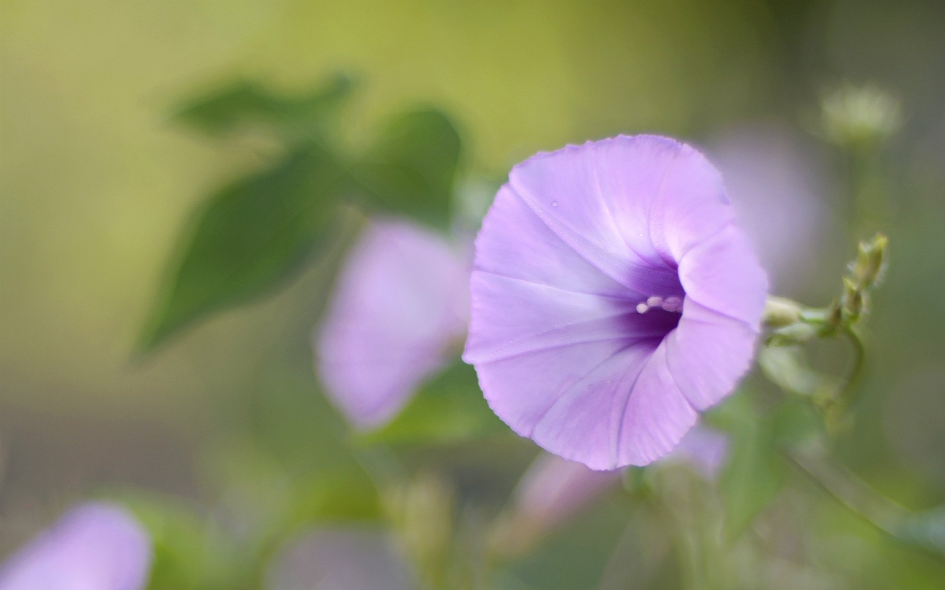 bindweed blur focus lilac macro