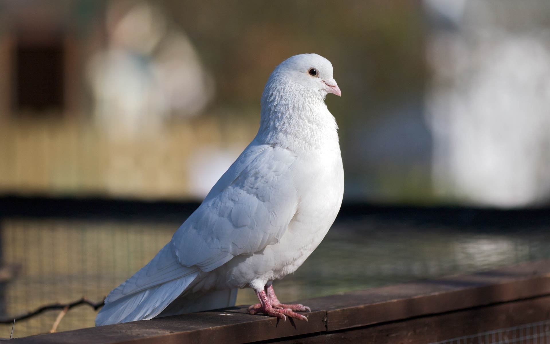 pájaro paloma blanco