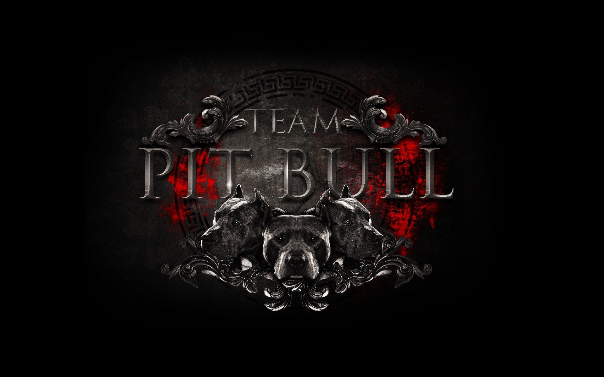 logo logo boxenbulle team team fight club mixed martial arts mixed martial arts pitbull