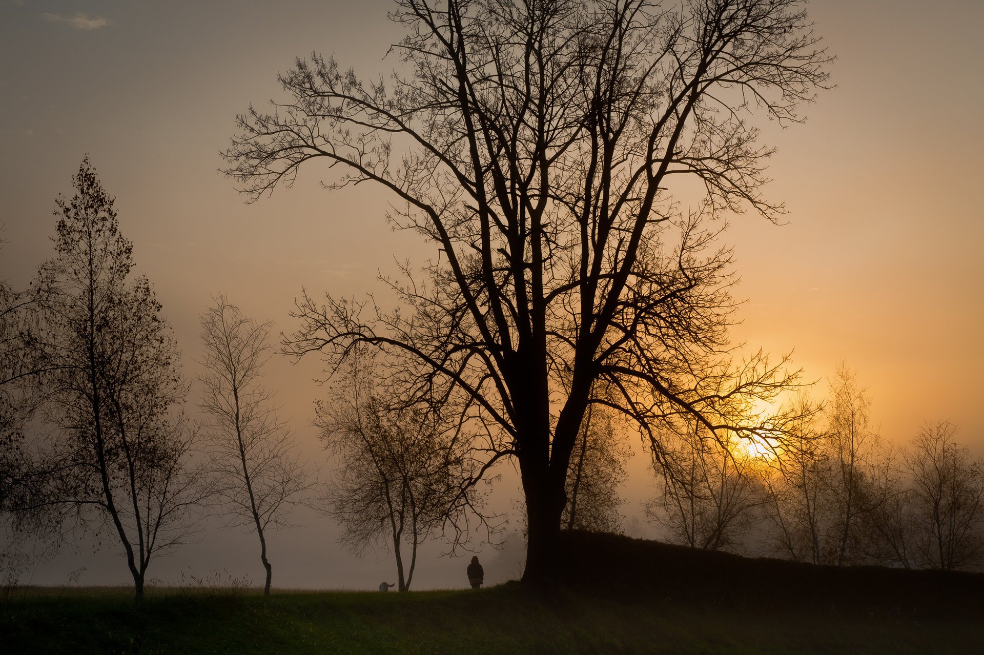 sera nebbia sole alberi sagome passeggiata tramonto