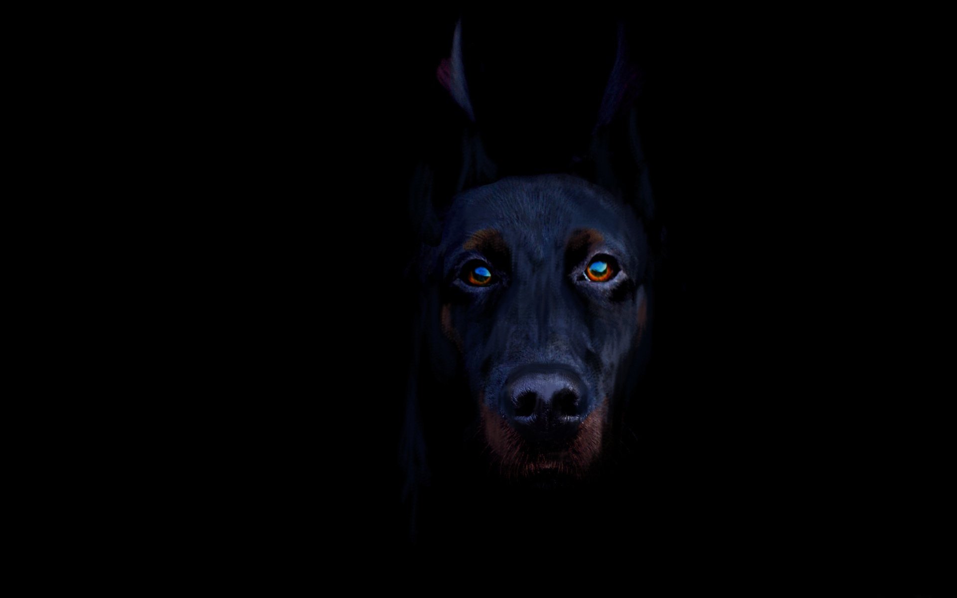 negro-chamuscado doberman perro perro negro fondo mirada raza animal