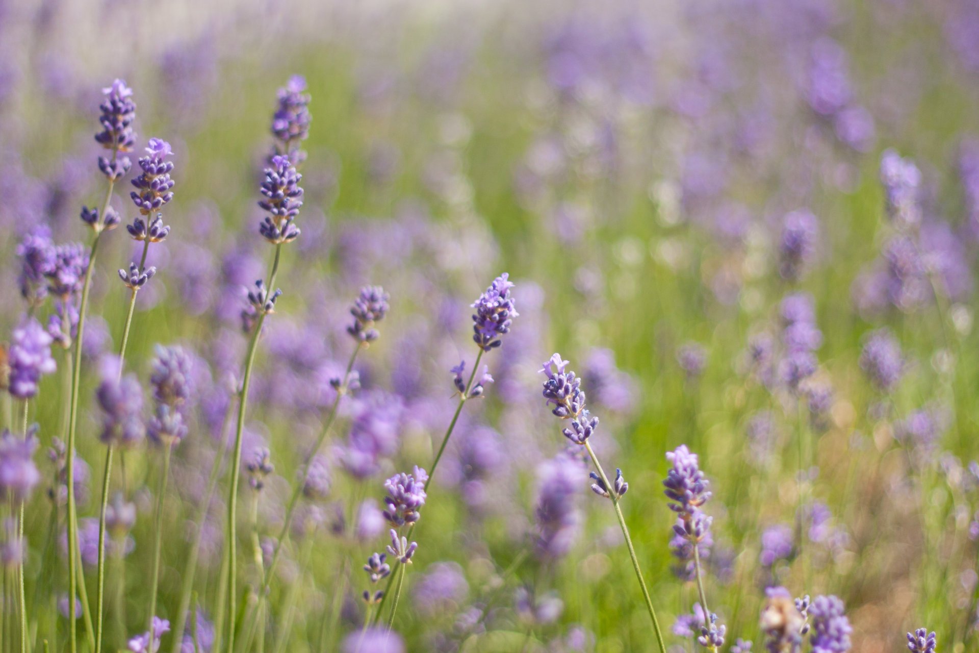 flowers lavender field lilac purple plant