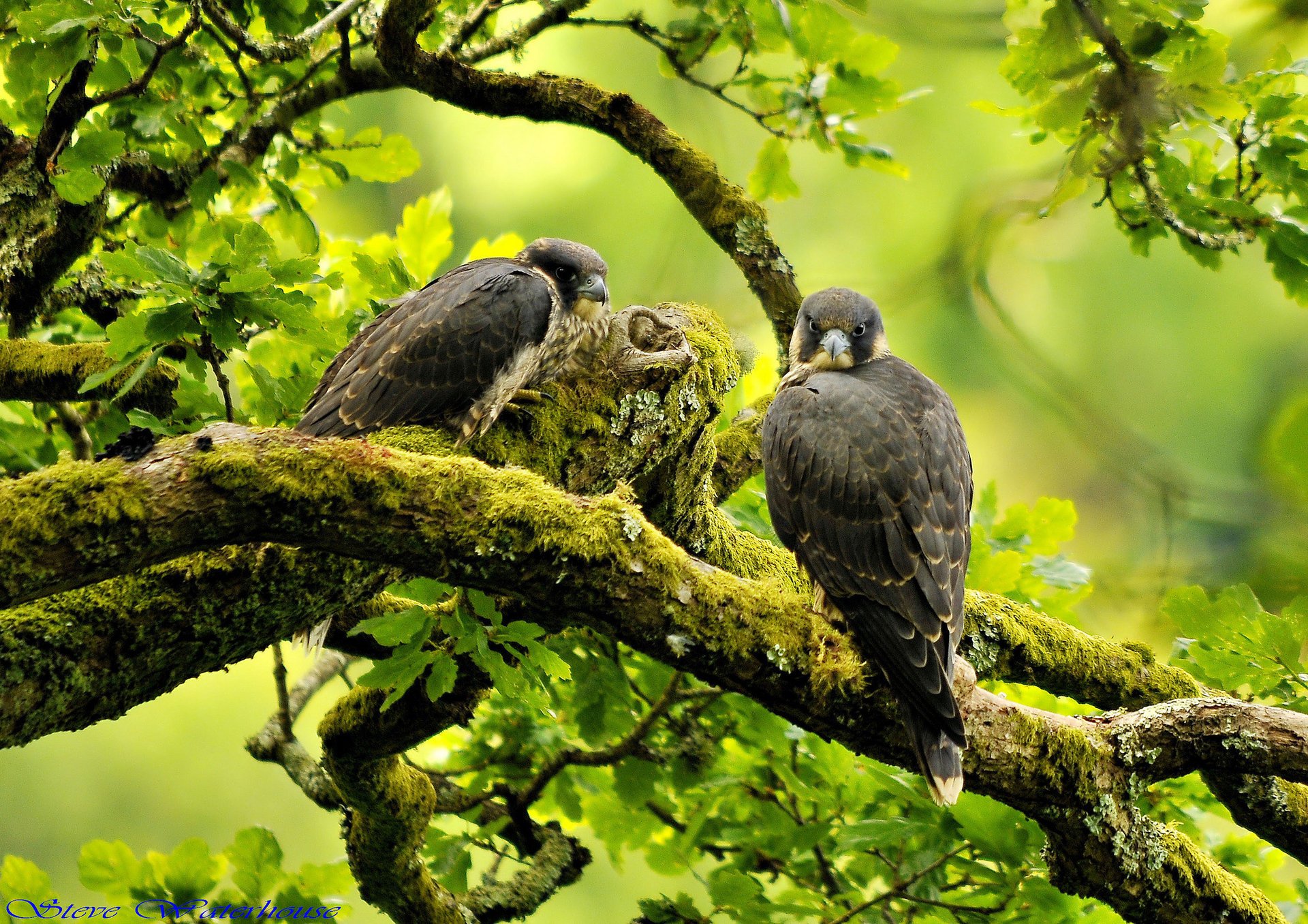 zweige wanderfalke vögel falke