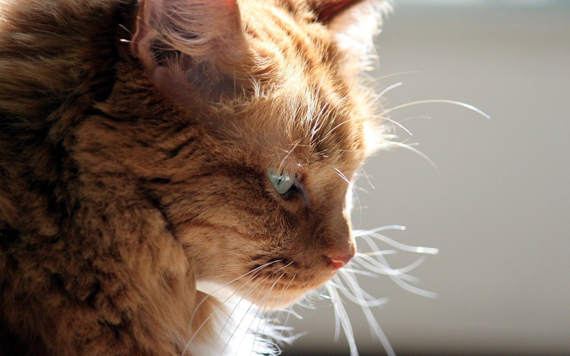 cat background light