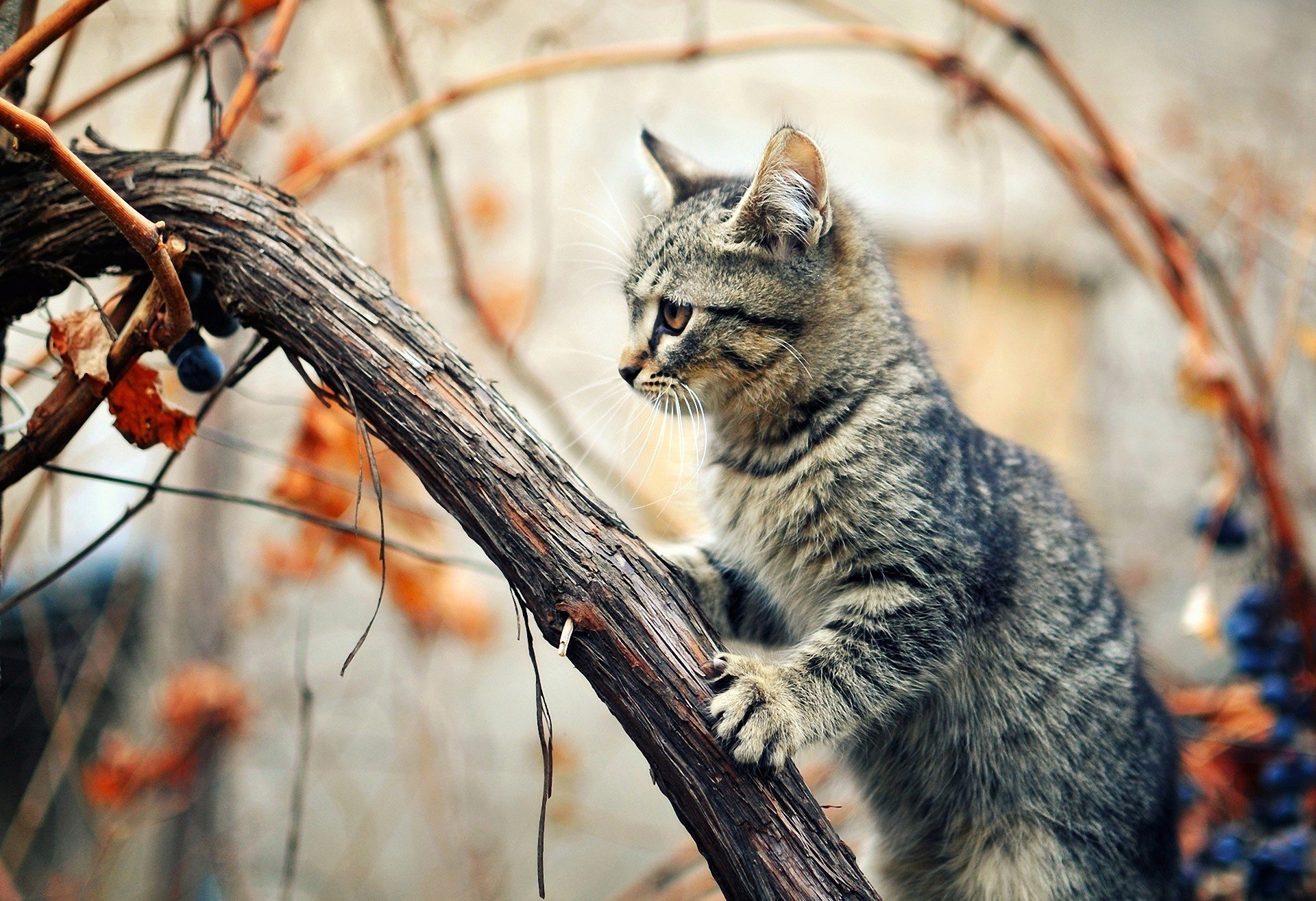 cat sitting autumn cat tree grape vine