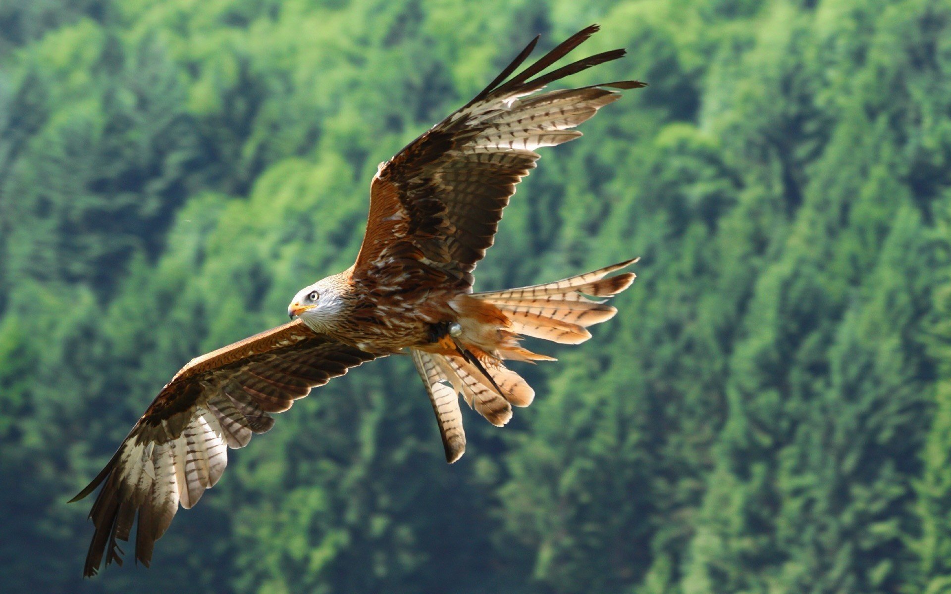 uccello aquila volo