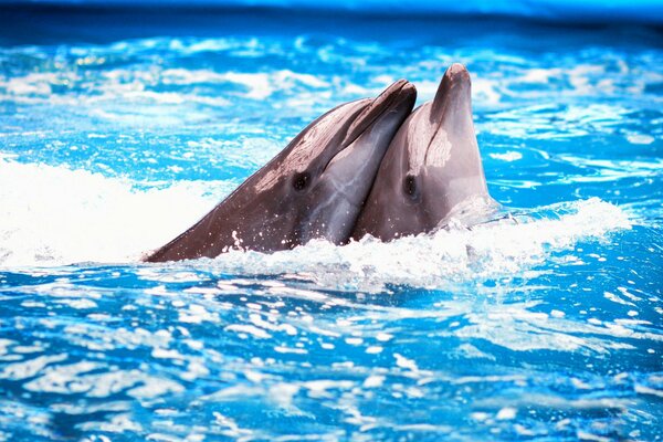 Un par de delfines actúan en el delfinario