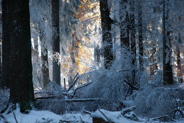 Arbres de forêt d hiver dans la neige