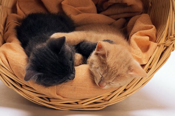 Les chatons dans un panier souple dorment