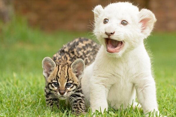 Lindos gatitos ocelote y cachorro de León