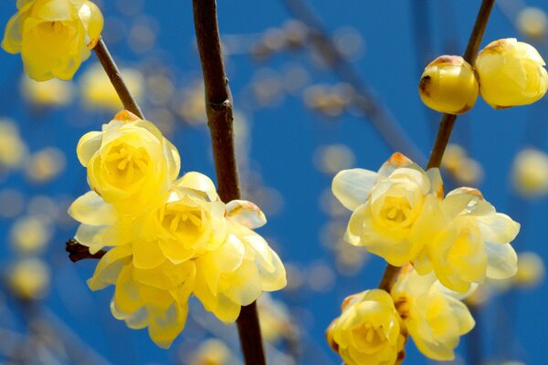 Belles fleurs jaunes. Ciel bleu