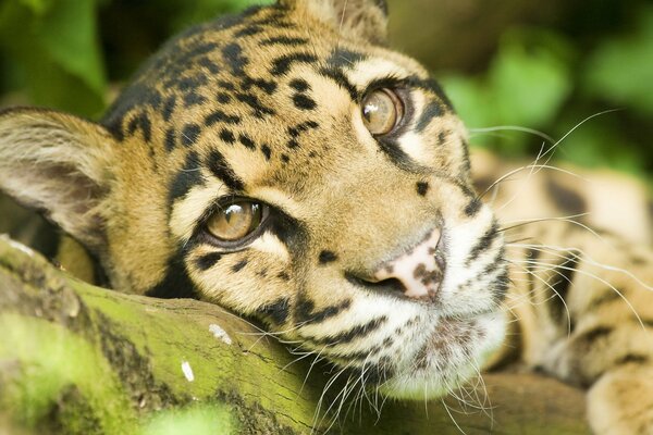 El gatito del leopardo dirigió la mirada a la cámara