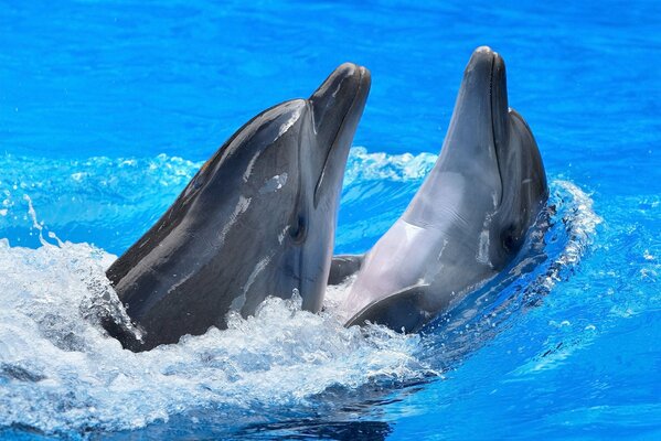 Los delfines juegan en el agua azul