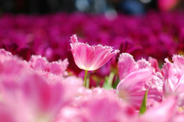 Champ de tulipes avec des pétales roses