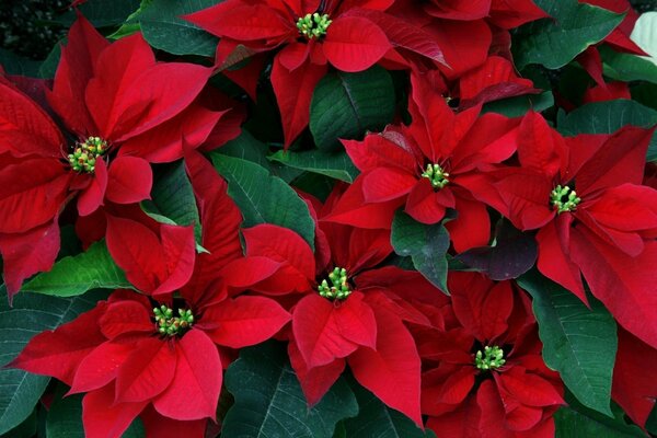 Flor de Pascua roja con hojas verdes