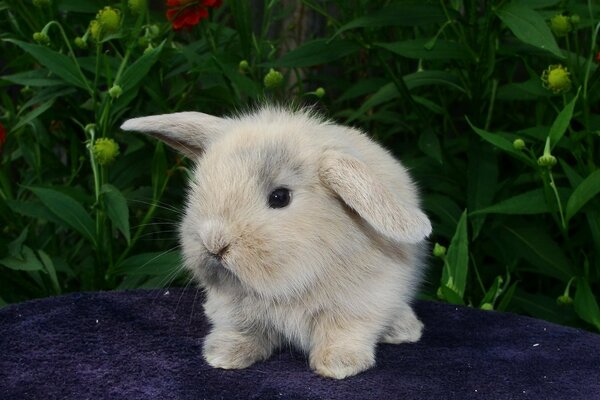 Cute fluffy. Beige Rabbit