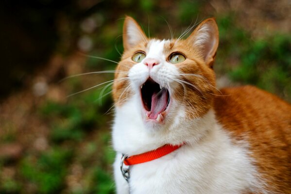 Pelirroja gato en el collar de bostezos