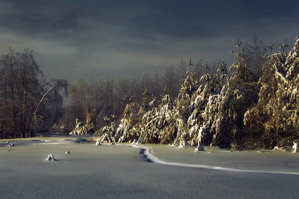 Bosque nocturno en invierno con nieve