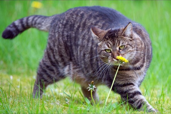 Chubby kote sniffs a dandelion