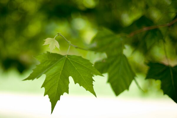 Hoja de Arce verde en un árbol