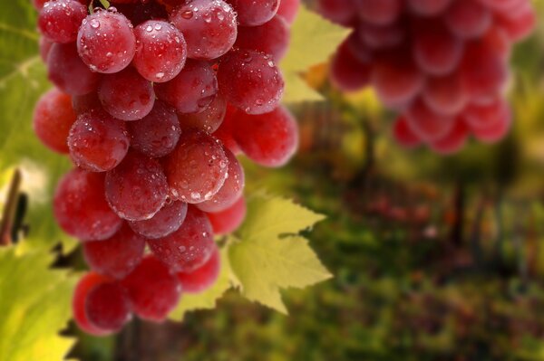 Ripe grapes with dew drops