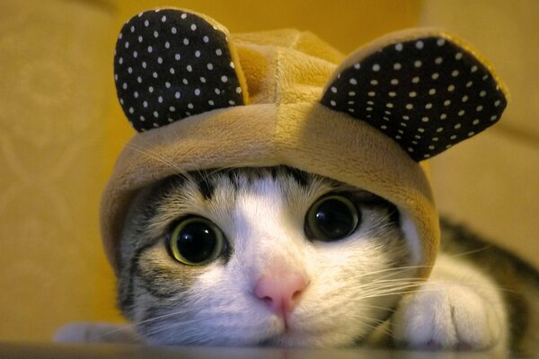 Lindo gato en un gorro con orejas