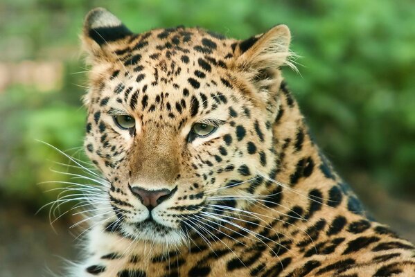 El hocico de un leopardo mirando a lo lejos