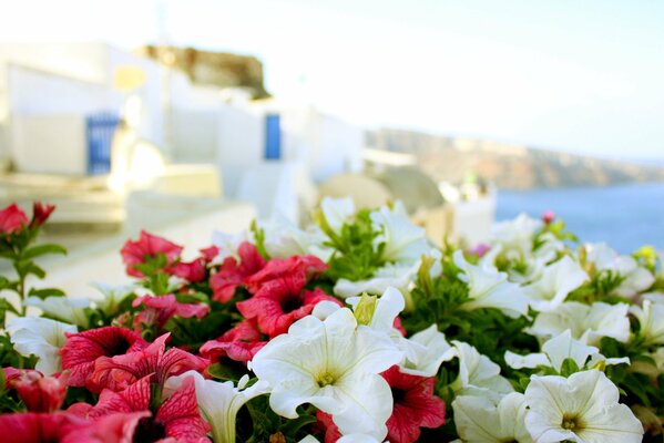 Été en Grèce. Soleil, mer et fleurs