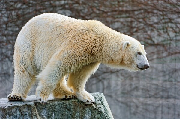 Polar bear hunting on a rock