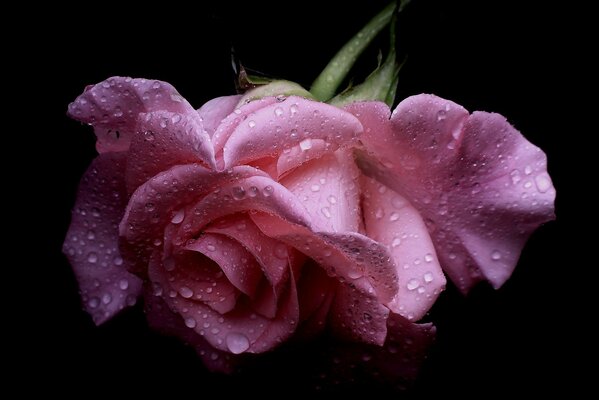 Pink rose with wet petals