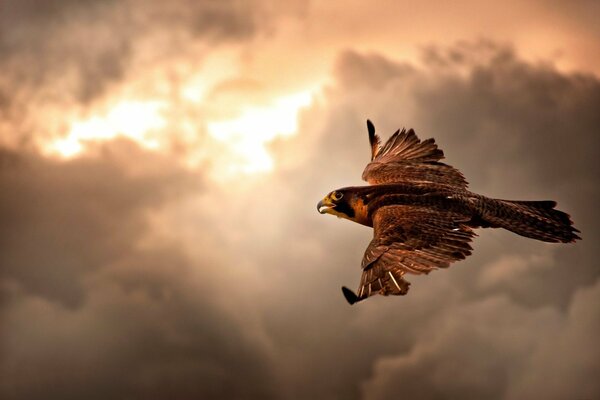 A hawk in flight in the sky with clouds