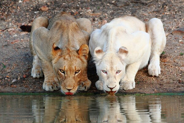 Red and white lionesses at the watering hole