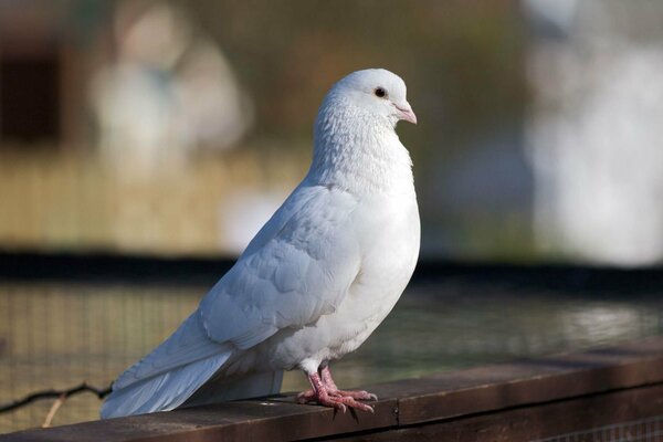 The white dove is a bird of peace