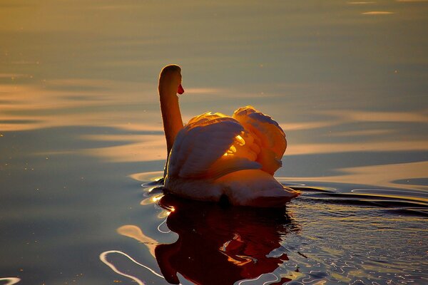 Le cygne blanc a atterri dans l eau