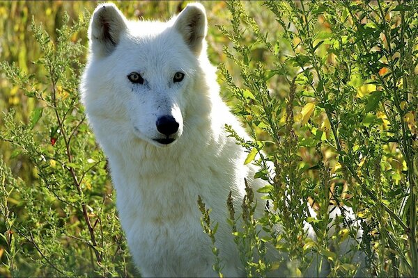 Weißer Wolf sitzt im Gras