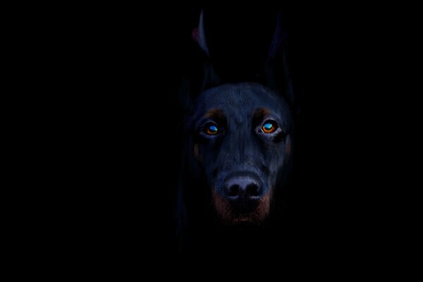 Black Doberman on a dark background with a beautiful look