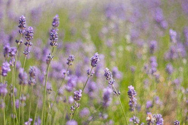 Feldlavende blüht auf der Wiese