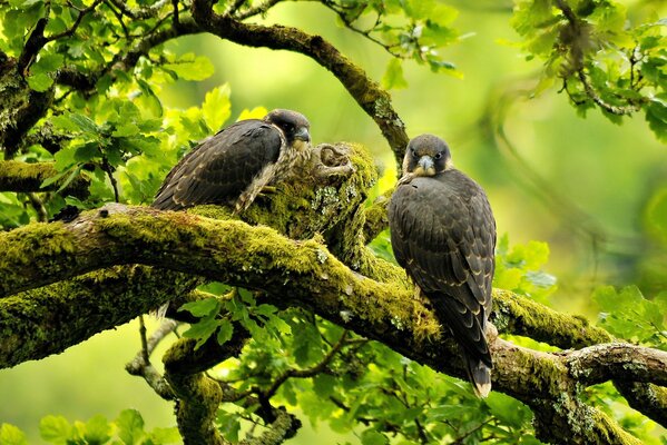 El pájaro halcón en la rama casi no se ve visible