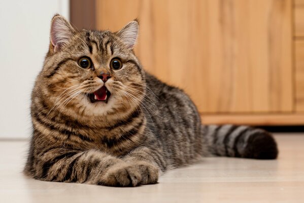 Plump toothy muzzle on the floor